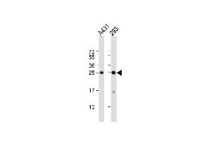 All lanes : Anti-H1FX Antibody (C-term) at 1:1000 dilution Lane 1: A431 whole cell lysate Lane 2: 293 whole cell lysate Lysates/proteins at 20 μg per lane. (H1FX antibody  (C-Term))