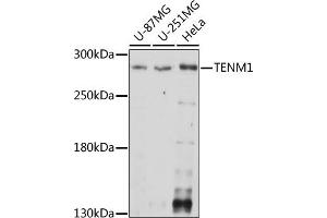 Western blot analysis of extracts of various cell lines, using TENM1 antibody (ABIN7270767) at 1:1000 dilution. (ODZ1/Teneurin 1 antibody  (AA 350-540))