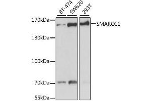Western blot analysis of extracts of various cell lines, using SMARCC1 antibody (ABIN1877114) at 1:1000 dilution. (SMARCC1 antibody)