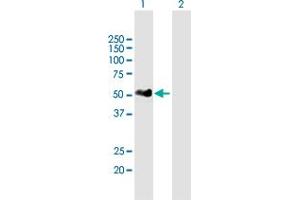 Western Blot analysis of IRF3 expression in transfected 293T cell line by IRF3 MaxPab polyclonal antibody. (IRF3 antibody  (AA 1-427))