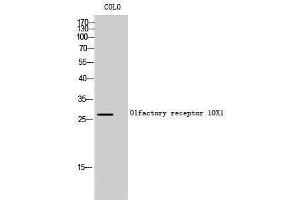 Western Blotting (WB) image for anti-Olfactory Receptor, Family 10, Subfamily X, Member 1 (OR10X1) (C-Term) antibody (ABIN3180220) (OR10X1 antibody  (C-Term))