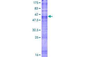 TAS2R7 Protein (AA 1-318) (GST tag)