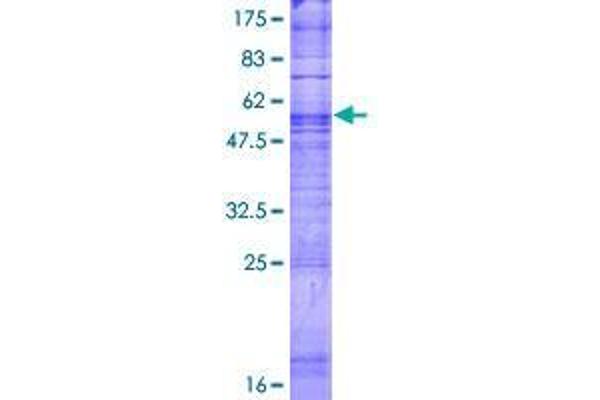 TAS2R7 Protein (AA 1-318) (GST tag)