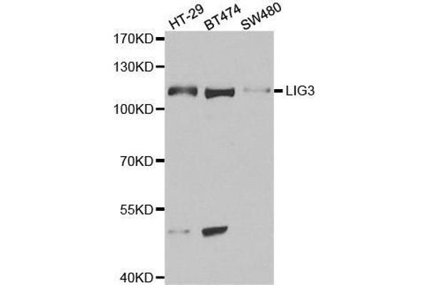 LIG3 antibody
