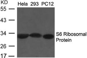 Western blot analysis of extracts from Hela, 293 and PC12 cells using S6 Ribosomal Protein (Ab-235/236) Antibody. (RPS6 antibody  (AA 233-238))