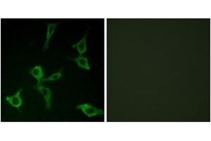 Immunofluorescence analysis of LOVO cells, using OR2AG1/2AG2 Antibody. (OR2AG1+2 (AA 61-110) antibody)