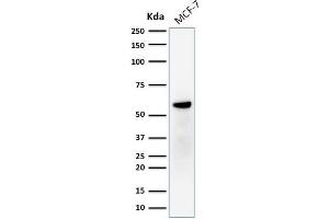 Western Blot Analysis of human MCF-7 cell lysate using ER-beta1 Mouse Monoclonal Antibody (ERb455). (ESR2 antibody  (C-Term))