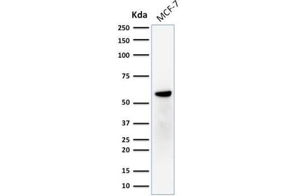 ESR2 antibody  (C-Term)