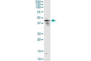 Immunoprecipitation of INPP1 transfected lysate using anti-INPP1 monoclonal antibody and Protein A Magnetic Bead , and immunoblotted with INPP1 MaxPab rabbit polyclonal antibody. (INPP1 antibody  (AA 1-399))