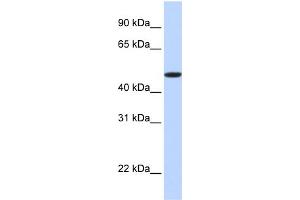 WB Suggested Anti-EPOR Antibody Titration:  0. (EPOR antibody  (N-Term))