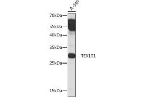 Western blot analysis of extracts of A-549 cells, using TEX101 Rabbit pAb (ABIN7270773) at 1:1000 dilution. (TEX101 antibody)