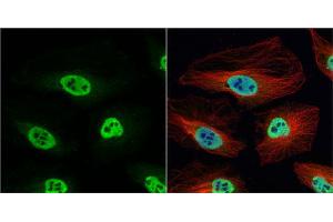 ICC/IF Image hnRNP H antibody [N1C1] detects hnRNP H protein at nucleus by immunofluorescent analysis. (HNRNPH1 antibody)