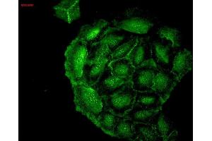 Immunocytochemistry/Immunofluorescence analysis using Mouse Anti-HO-1 Monoclonal Antibody, Clone 1F12-A6 (ABIN361696 and ABIN361697). (HMOX1 antibody  (AA 1-30))