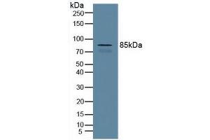 Figure. (Cullin 1 antibody  (AA 1-250))