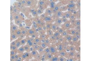 Immunohistochemistry (IHC) image for anti-Nucleobindin 1 (NUCB1) (AA 26-413) antibody (ABIN1869573)