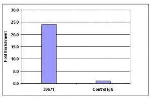 Histone H4 trimethyl Lys20 mAb (Clone 6F8-D9) tested by ChIP. (Histone H4 antibody  (3meLys20))