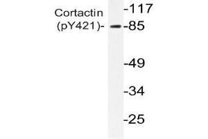 Western blot analysis of Cortactin antibody in extracts from 3T3 H2O2 cells (Cortactin antibody  (pTyr421))