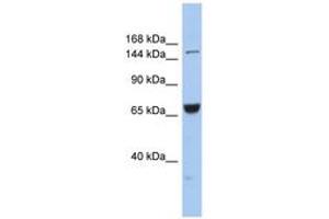 Image no. 1 for anti-Kinesin Family Member 15 (KIF15) (AA 1079-1128) antibody (ABIN6742417) (KIF15 antibody  (AA 1079-1128))
