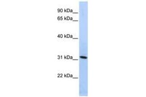 Image no. 1 for anti-Synaptogyrin 4 (SYNGR4) (N-Term) antibody (ABIN6740995) (SYNGR4 antibody  (N-Term))