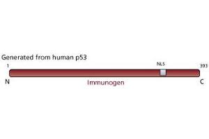 Image no. 2 for anti-Tumor Protein P53 (TP53) antibody (ABIN967421) (p53 antibody)