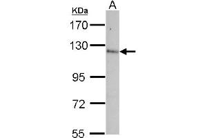 Western Blotting (WB) image for anti-Contactin 5 (CNTN5) (AA 703-920) antibody (ABIN1497555) (Contactin 5 antibody  (AA 703-920))