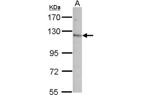 Contactin 5 anticorps  (AA 703-920)