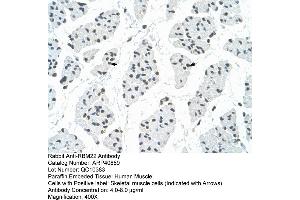 Rabbit Anti-RBM22 Antibody  Paraffin Embedded Tissue: Human Muscle Cellular Data: Skeletal muscle cells Antibody Concentration: 4. (RBM22 antibody  (C-Term))