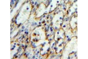 #VALUE! (ICAM2 antibody  (AA 27-248))