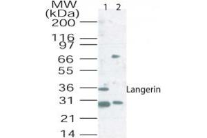 Western blot analysis of langerin in mouse lung tissue lysate using 2 ug/ml of antibody.