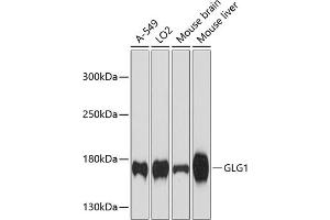 Western blot analysis of extracts of various cell lines, using GLG1 antibody  at 1:3000 dilution. (GLG1 antibody  (AA 974-1203))