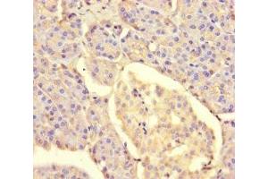 Immunohistochemistry of paraffin-embedded human pancreatic tissue using ABIN7159675 at dilution of 1:100