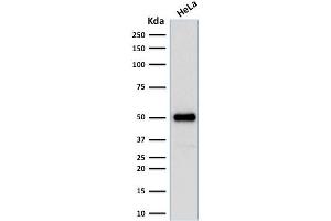 Western Blotting (WB) image for anti-Forkhead Box A1 (FOXA1) (AA 372-472) antibody (ABIN6939651)