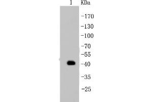 MCF-7 Cell lysates, probed with Cytokeratin 19 (2F3)Monoclonal Antibody  at 1:1000 overnight at 4˚C. (Cytokeratin 19 antibody)
