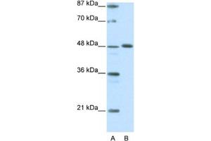 Western Blotting (WB) image for anti-Zinc Finger Protein 259 (znf259) antibody (ABIN2461710) (ZNF259 antibody)