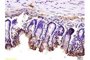Formalin-fixed and paraffin embedded mouse small intestine tissue labeled with Anti JAM1 Polyclonal Antibody, Unconjugated (ABIN702130) at 1:200 followed by conjugation to the secondary antibody and DAB staining