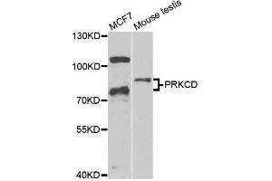 Western blot analysis of extracts of various cell lines, using PRKCD antibody. (PKC delta antibody  (AA 477-676))