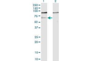 Western Blot analysis of GNL3 expression in transfected 293T cell line by GNL3 monoclonal antibody (M01), clone 1A1. (Nucleostemin antibody  (AA 328-427))