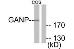 Western blot analysis of extracts from COS7 cells, using GANP Antibody. (GANP antibody  (AA 1841-1890))