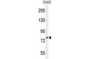 Western Blotting (WB) image for anti-Family with Sequence Similarity 212, Member B (FAM212B) antibody (ABIN2996391) (FAM212B antibody)