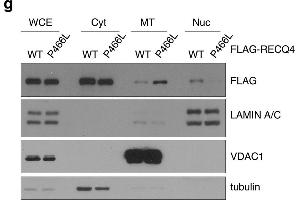 The P466L clinical mutation leads to RECQ4 mitochondrial accumulation. (DYKDDDDK Tag antibody)