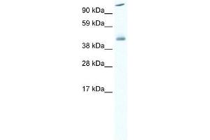 HSF1 antibody used at 0. (HSF1 antibody  (C-Term))