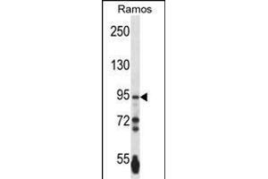 PCDHGA3 Antibody (Center) (ABIN657534 and ABIN2846552) western blot analysis in Ramos cell line lysates (35 μg/lane). (PCDHGA3 antibody  (AA 284-311))