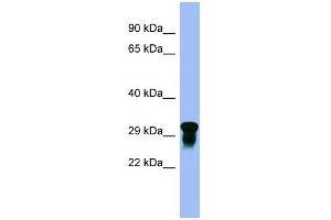 WB Suggested Anti-C10orf54 Antibody Titration:  0.