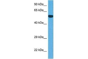 Host:  Rabbit  Target Name:  IRF8  Sample Tissue:  Human DLD1 Whole Cell  Antibody Dilution:  1ug/ml (IRF8 antibody  (N-Term))