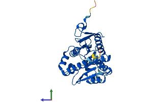 AlphaFold protein structure predicition of Mouse Recombinant Mgll Protein, UniprotID O35678 (MGLL Protein (AA 1-303) (His tag))