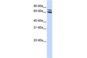 Image no. 1 for anti-Zinc Finger and BTB Domain Containing 48 (ZBTB48) (AA 468-517) antibody (ABIN6744232) (ZBTB48 antibody  (AA 468-517))