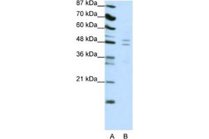 Western Blotting (WB) image for anti-TRAF Family Member-Associated NFKB Activator (TANK) antibody (ABIN2461715) (TANK antibody)
