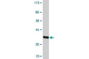 Western Blot detection against Immunogen (35. (NPAS2 antibody  (AA 646-738))