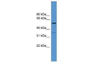 COCH antibody used at 0. (COCH antibody  (N-Term))