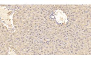 Detection of MIF in Mouse Liver Tissue using Polyclonal Antibody to Macrophage Migration Inhibitory Factor (MIF) (MIF antibody)